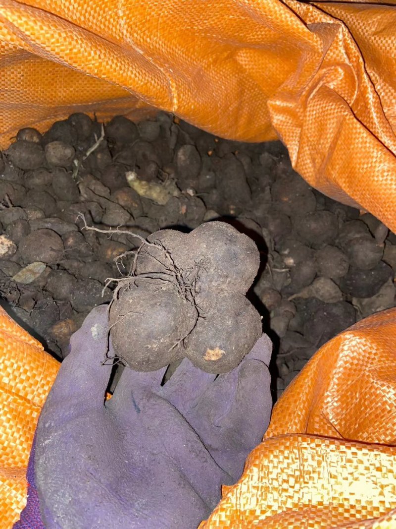 三叶青新鲜货500g金线吊葫芦广西山里采摘白肉干货石老鼠