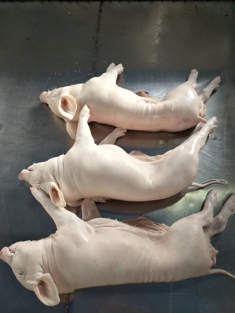 猪乳猪乳猪适合各大酒店烧腊店烤乳猪专用