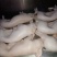 猪乳猪乳猪适合各大酒店烧腊店烤乳猪专用