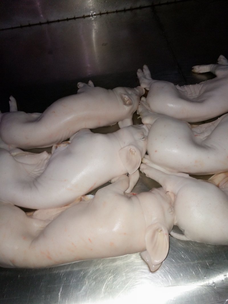 猪乳猪乳猪适合各大酒店烧腊店烤乳猪专用