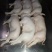 猪乳猪乳猪适合各大酒店烧腊店烤乳猪专用