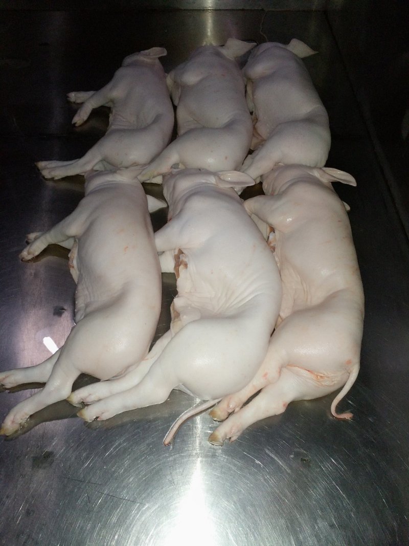 猪乳猪乳猪适合各大酒店烧腊店烤乳猪专用