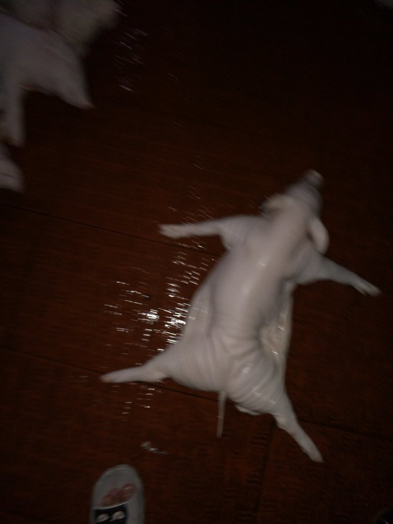 猪乳猪乳猪适合各大酒店烧腊店烤乳猪专用