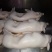 猪乳猪乳猪适合各大酒店烧腊店烤乳猪专用