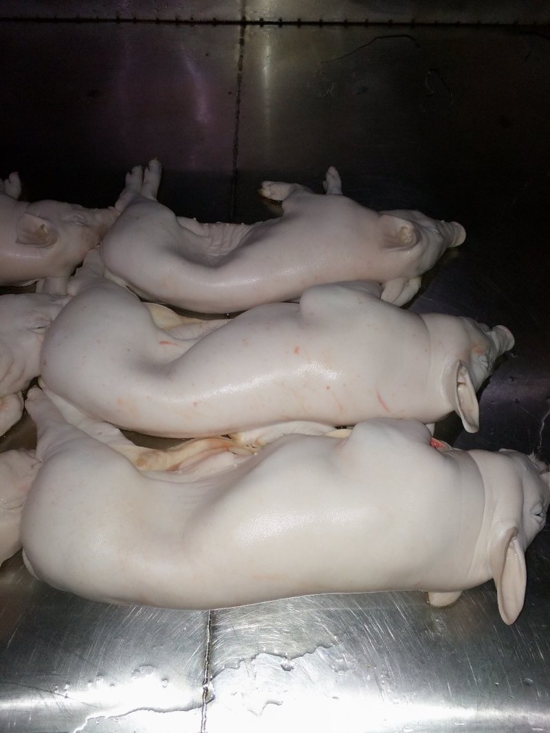 猪乳猪乳猪适合各大酒店烧腊店烤乳猪专用