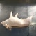 猪乳猪乳猪适合各大酒店烧腊店烤乳猪专用