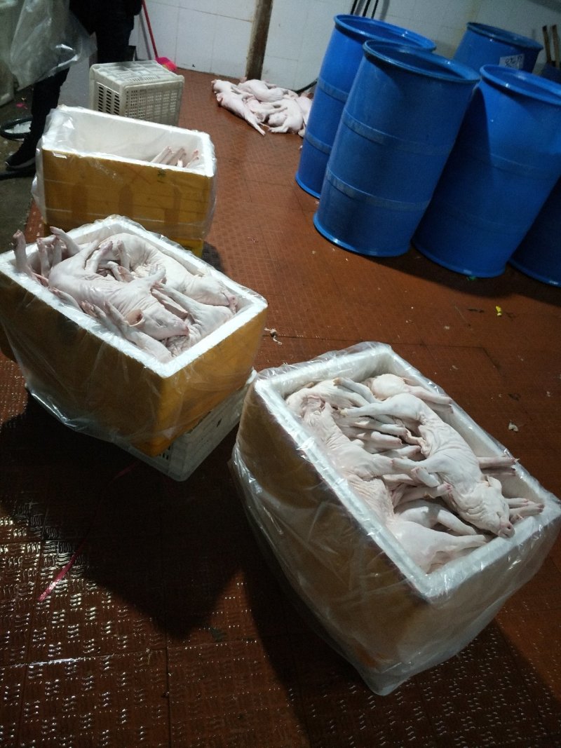 猪乳猪乳猪适合各大酒店烧腊店烤乳猪专用