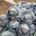 【牛商推荐】陕西省三原县万亩蔬菜基地，精品紫甘蓝