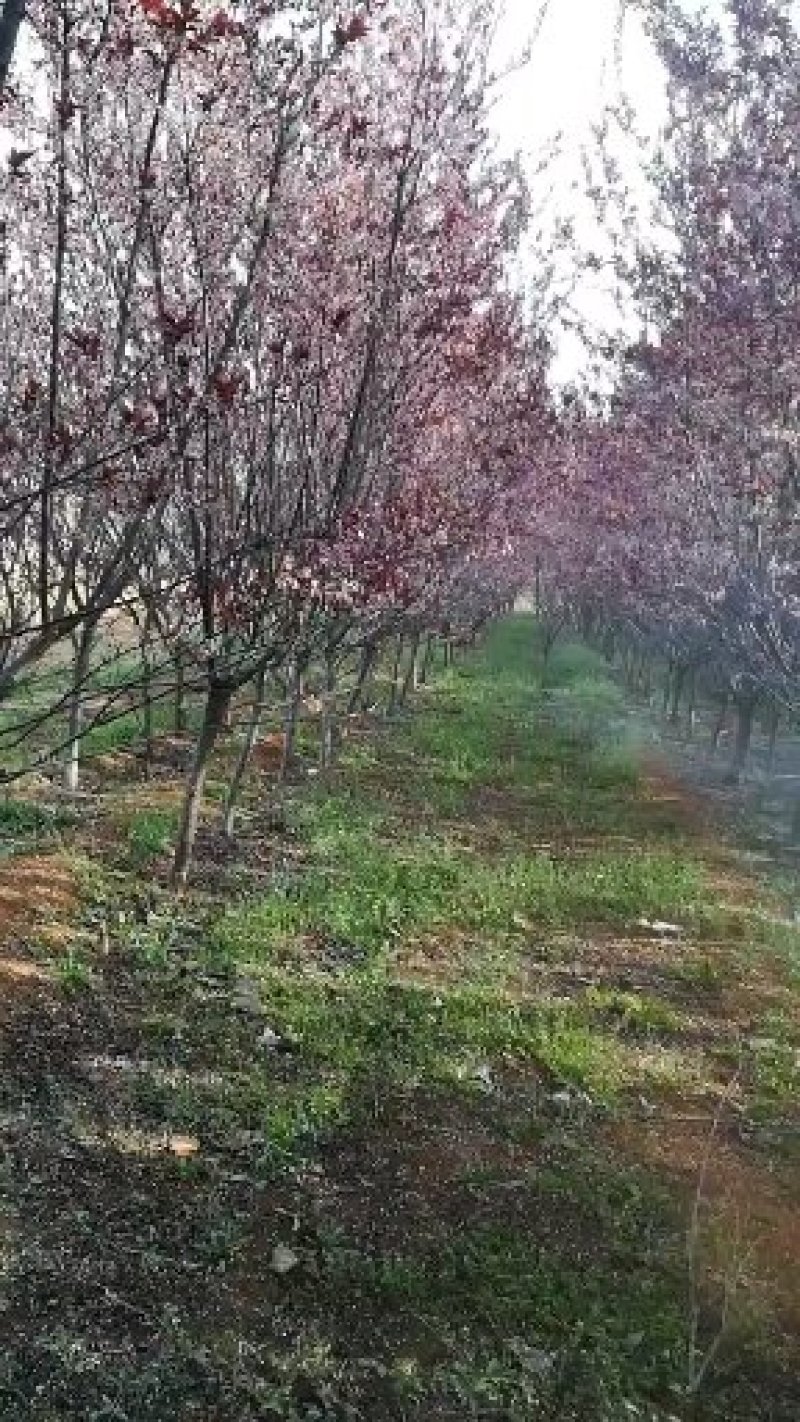 红叶李6～15公分，海量供应