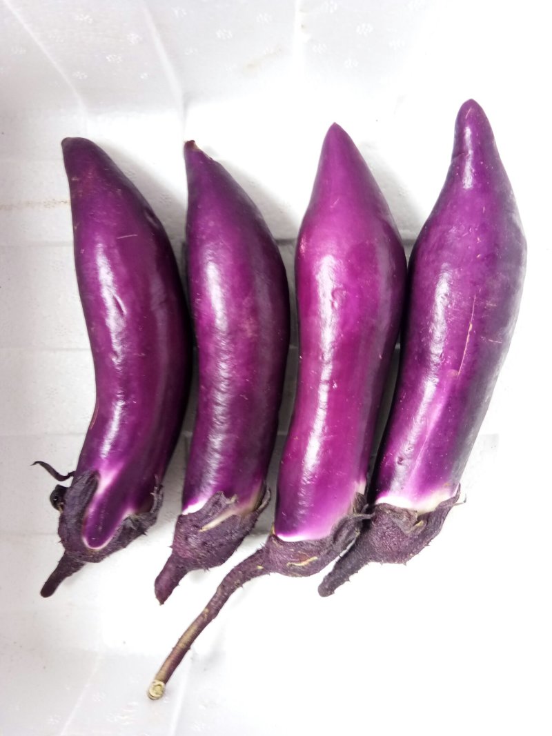 红茄子（新鲜红茄子现货）