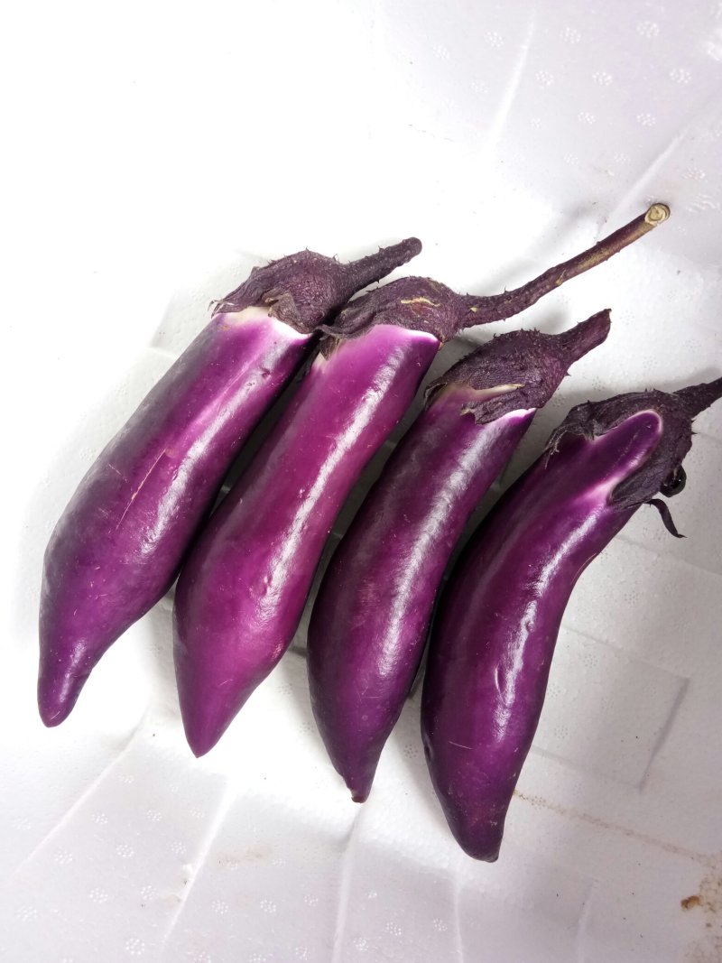 红茄子（新鲜红茄子现货）