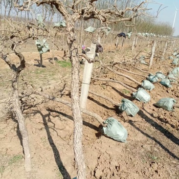 金银花枸杞老桩盆景以及占地树大面积栽种苗子