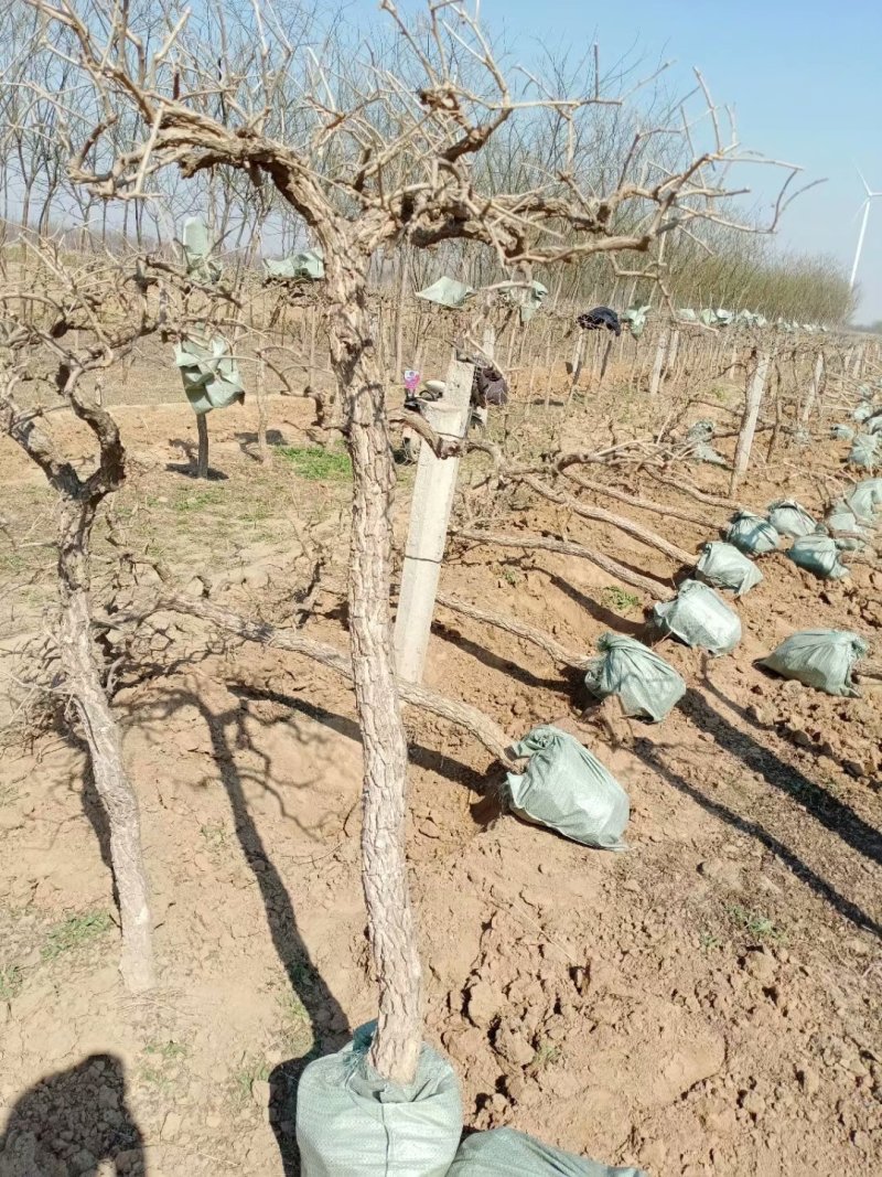 金银花枸杞老桩盆景以及占地树大面积栽种苗子