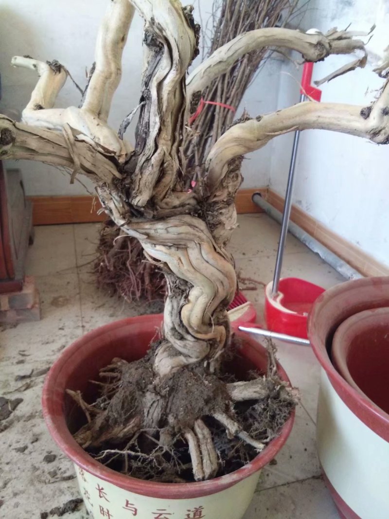 金银花枸杞老桩盆景以及占地树大面积栽种苗子