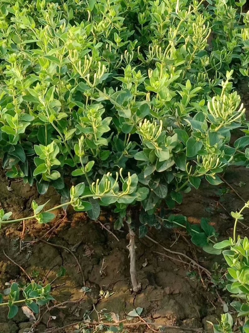 金银花枸杞老桩盆景以及占地树大面积栽种苗子