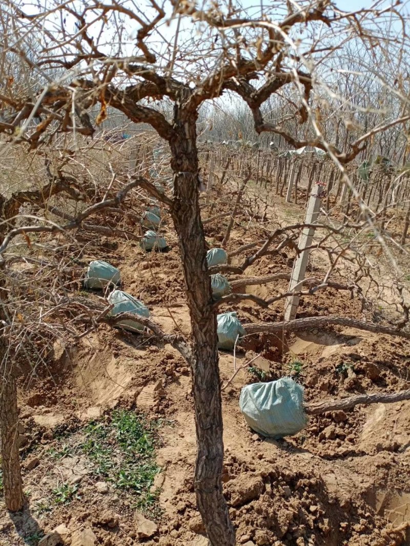 金银花枸杞老桩盆景以及占地树大面积栽种苗子