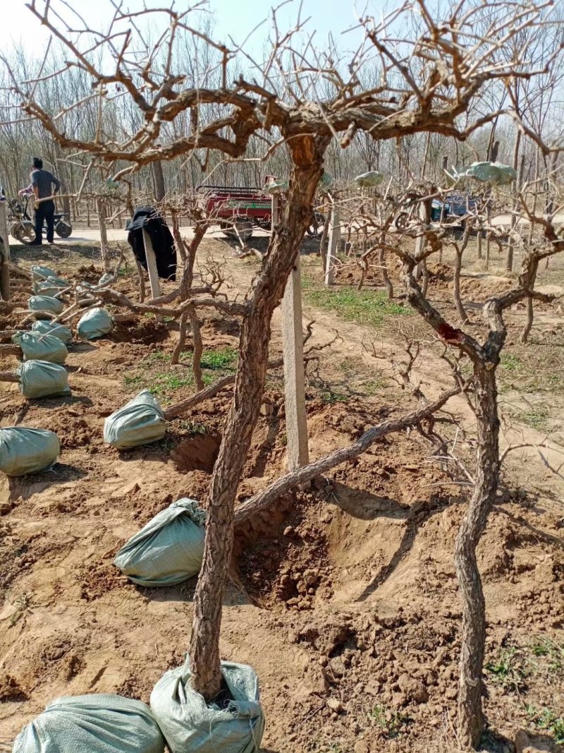 金银花枸杞老桩盆景以及占地树大面积栽种苗子