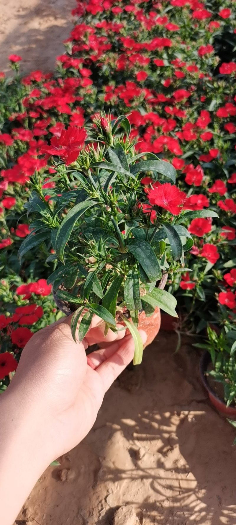 美国石竹（又称杂交石竹，自家苗圃货源，欢迎新老客户致电）