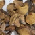 野生桑树桑黄桑树桑黄一公斤起包邮质量保证