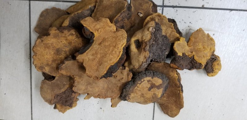 野生桑树桑黄桑树桑黄一公斤起包邮质量保证