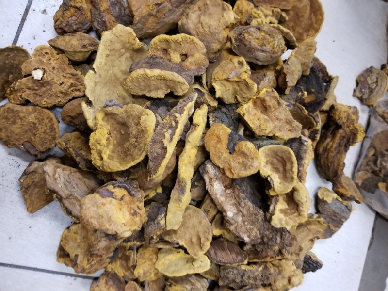 野生桑树桑黄桑树桑黄一公斤起包邮质量保证