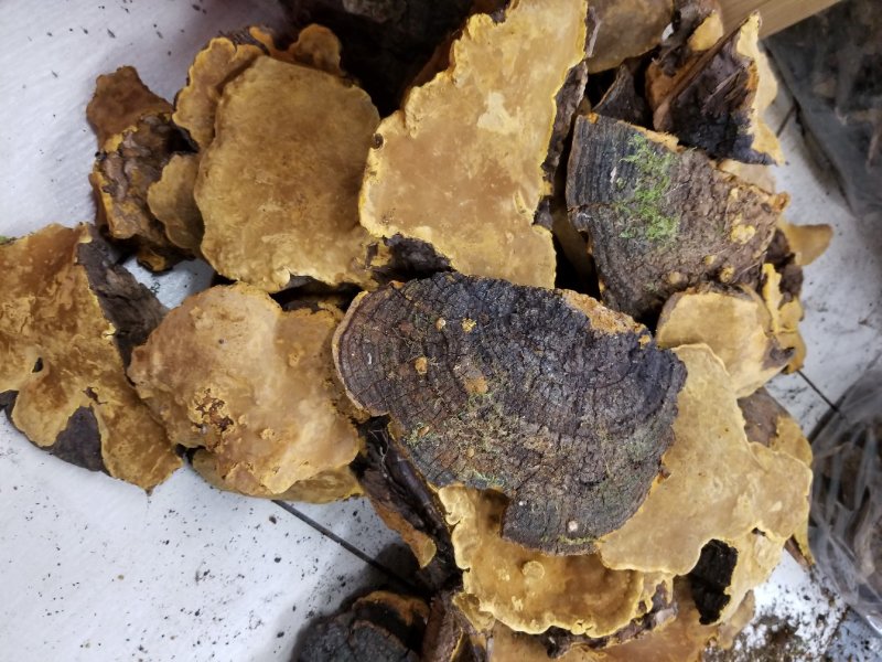 野生桑树桑黄桑树桑黄一公斤起包邮质量保证