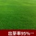 草坪草籽四季常青马尼拉护坡种子庭院绿化