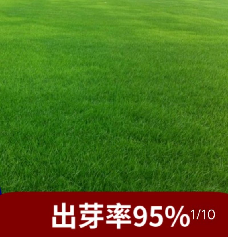 草坪草籽四季常青马尼拉护坡种子庭院绿化