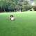 草坪草籽四季常青马尼拉护坡种子庭院绿化