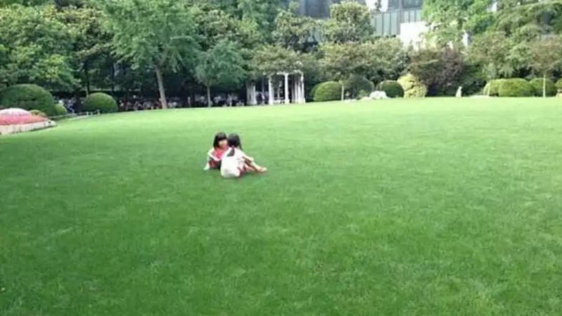 草坪草籽四季常青马尼拉护坡种子庭院绿化