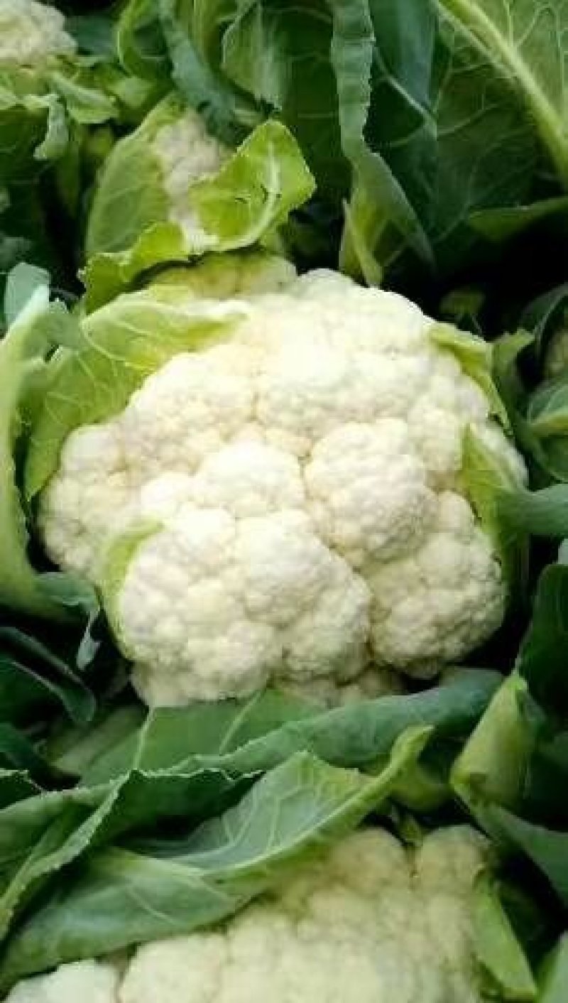 河北邯郸白实花菜大量上市了，质量上乘交通方便，城信经营