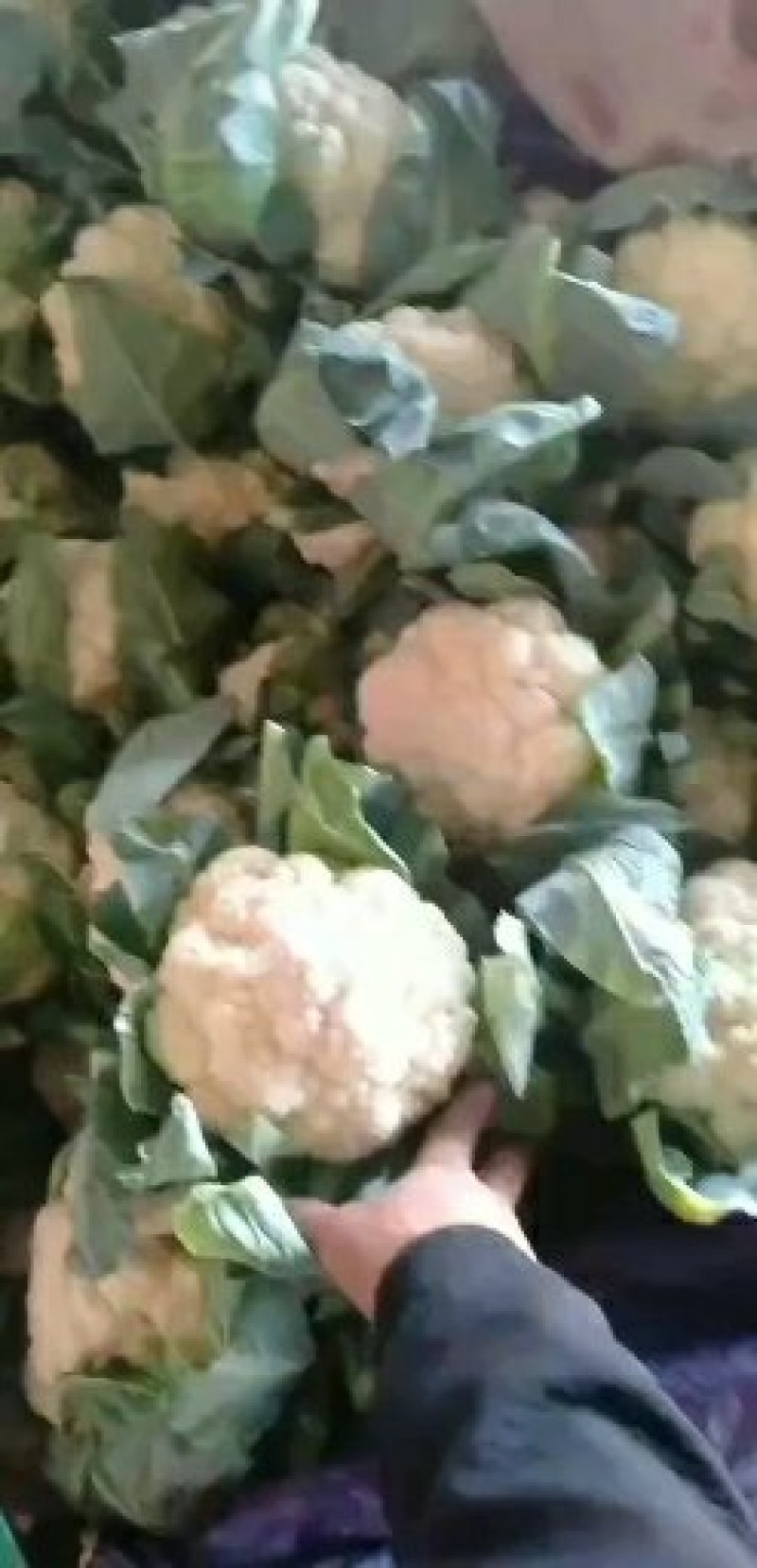 河北邯郸白实花菜大量上市了，质量上乘交通方便，城信经营
