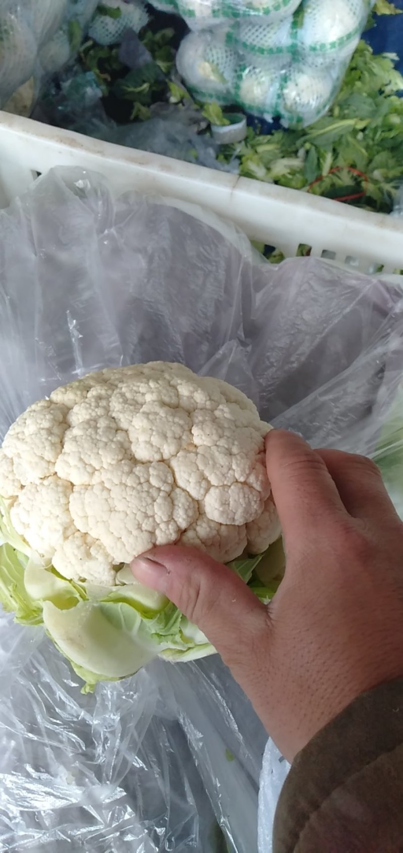 河北邯郸白实花菜大量上市了，质量上乘交通方便，城信经营