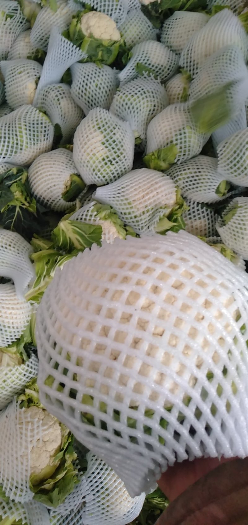 河北邯郸白实花菜大量上市了，质量上乘交通方便，城信经营