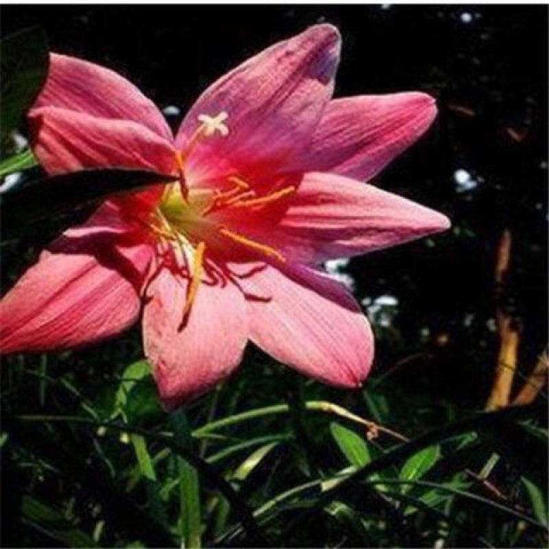 浓香型葱兰花卉盆栽绿植室内外阳台植物四季常青好养活包成活