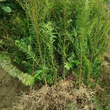 红豆杉小苗种植基地红豆杉树苗批发红豆杉杯苗价格