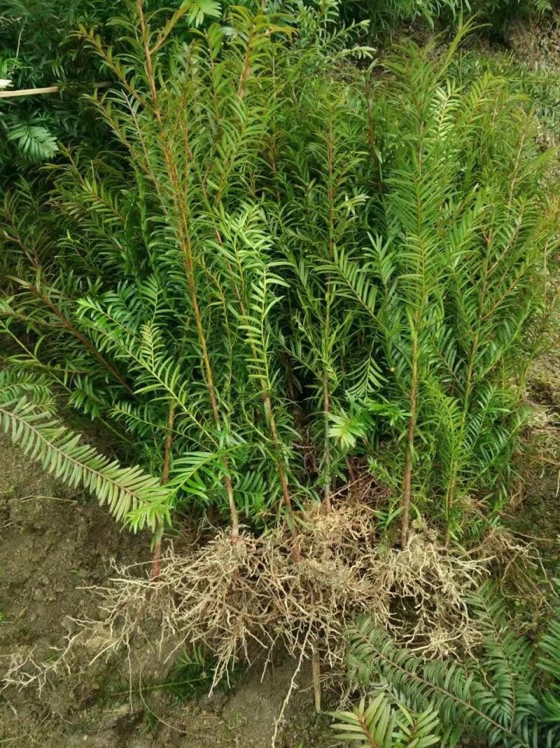 红豆杉小苗种植基地红豆杉树苗批发红豆杉杯苗价格