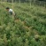 红豆杉小苗种植基地红豆杉树苗批发红豆杉杯苗价格