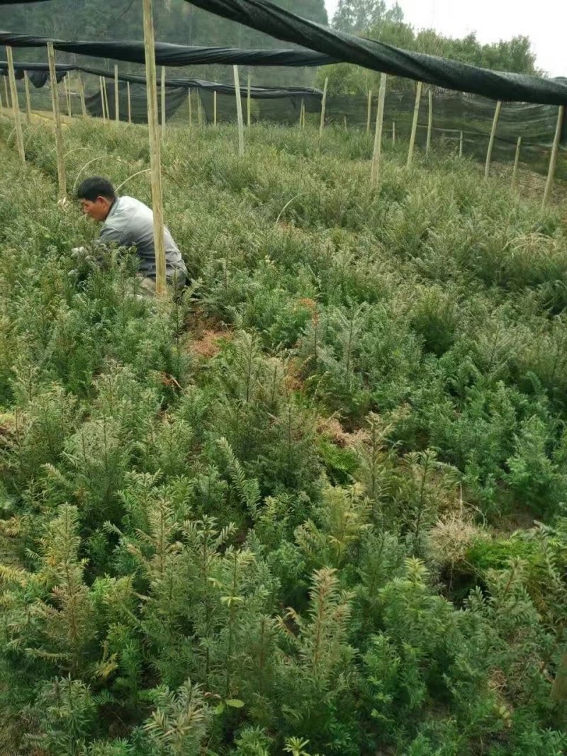 红豆杉小苗种植基地红豆杉树苗批发红豆杉杯苗价格