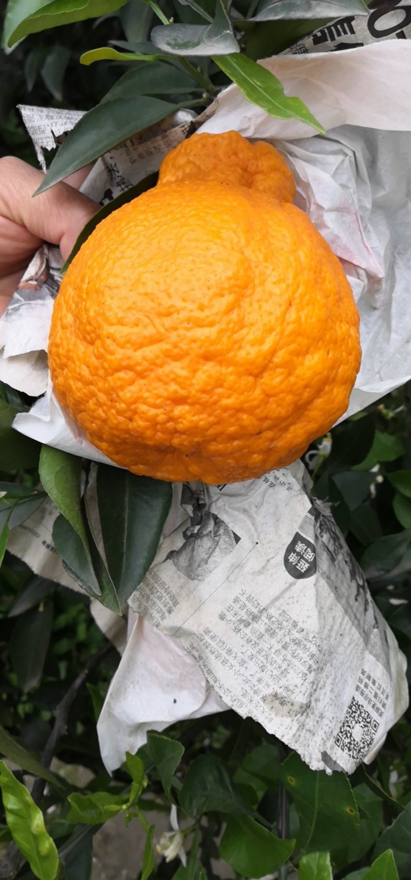 蒲江丑柑商品果双层袋
