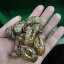 野生蝉蜕水洗无杂质均有大货