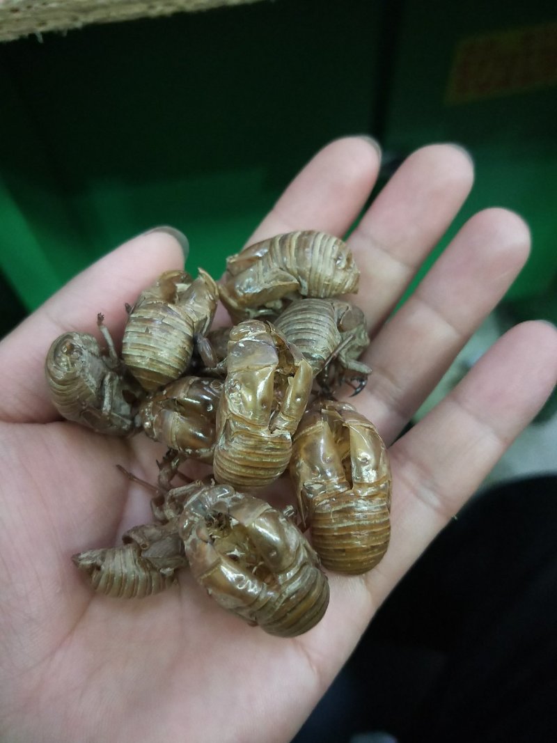 野生蝉蜕水洗无杂质均有大货