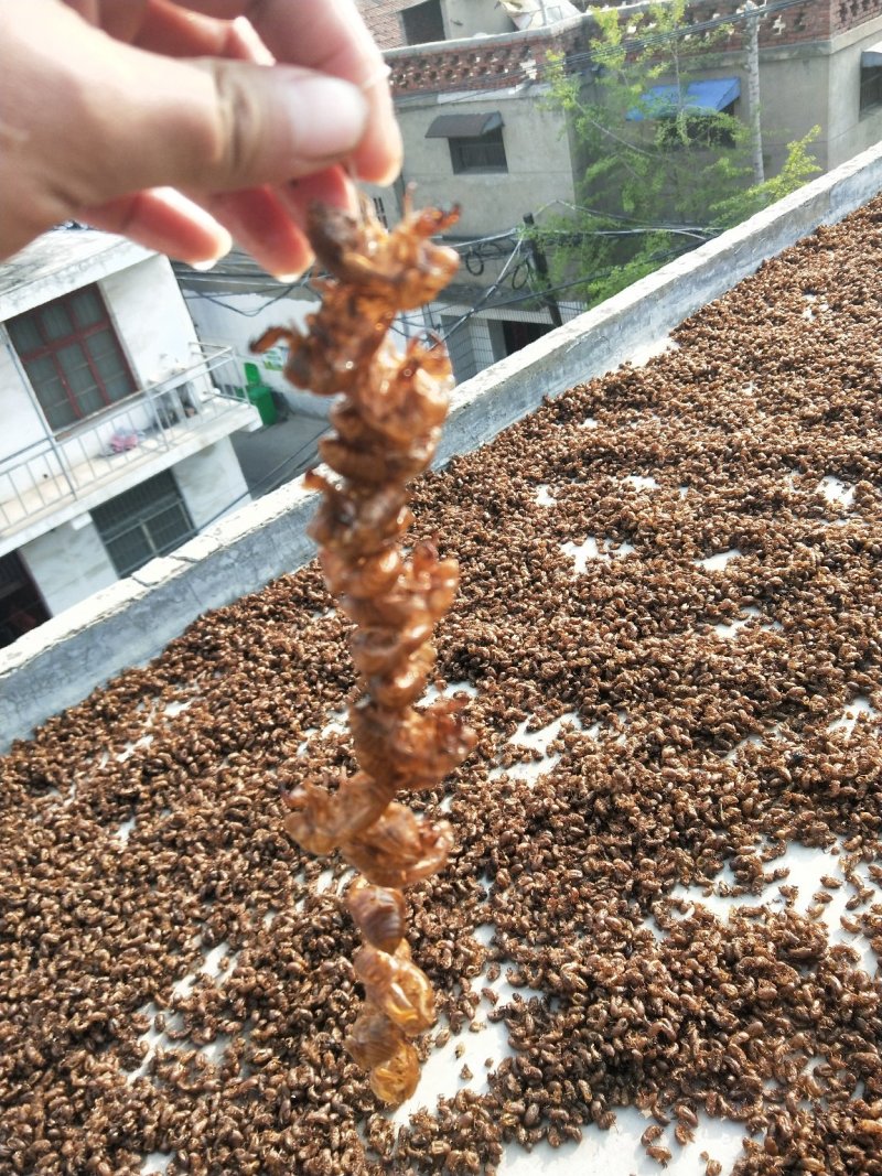 野生蝉蜕水洗无杂质均有大货
