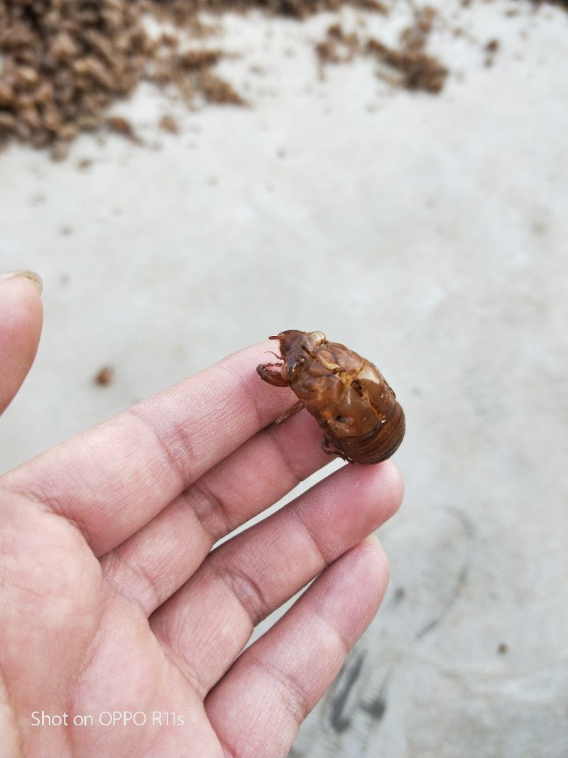 野生蝉蜕水洗无杂质均有大货