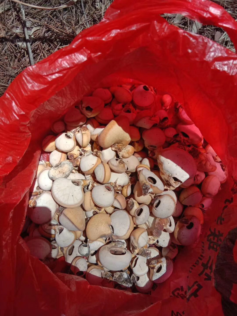 隐孔菌产地直销品质保证欢迎实地考察（包邮）
