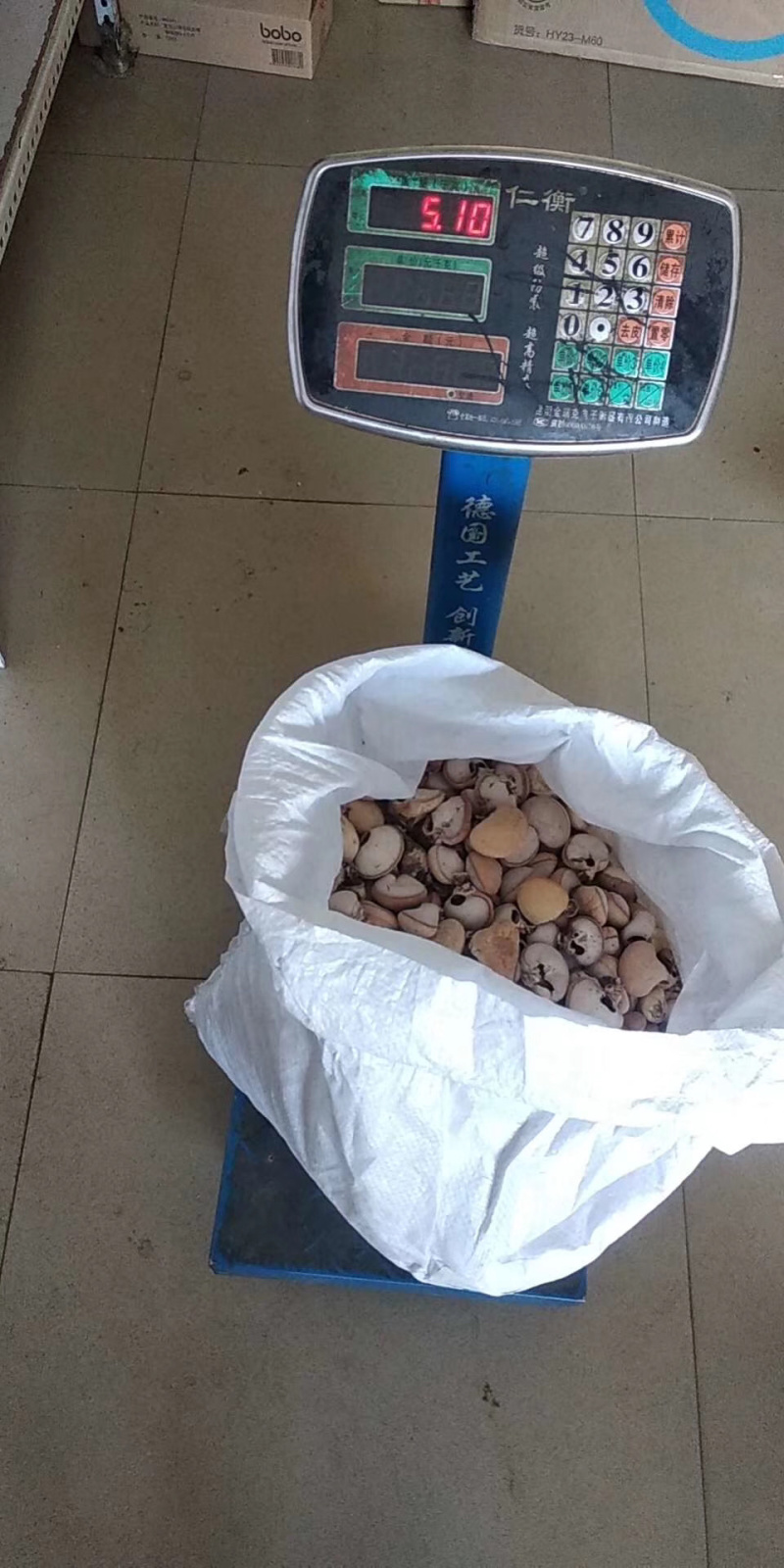隐孔菌产地直销品质保证欢迎实地考察（包邮）