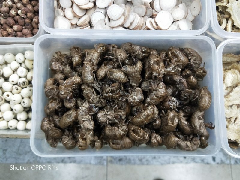 野生蝉蜕水洗无杂质均有大货