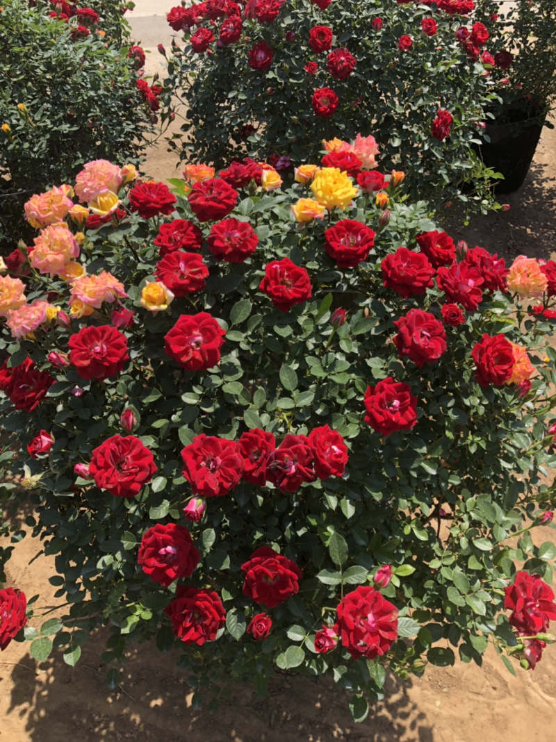 藤本月季花苗特大花蔷薇花苗爬藤盆栽四季开花攀爬墙植物好活