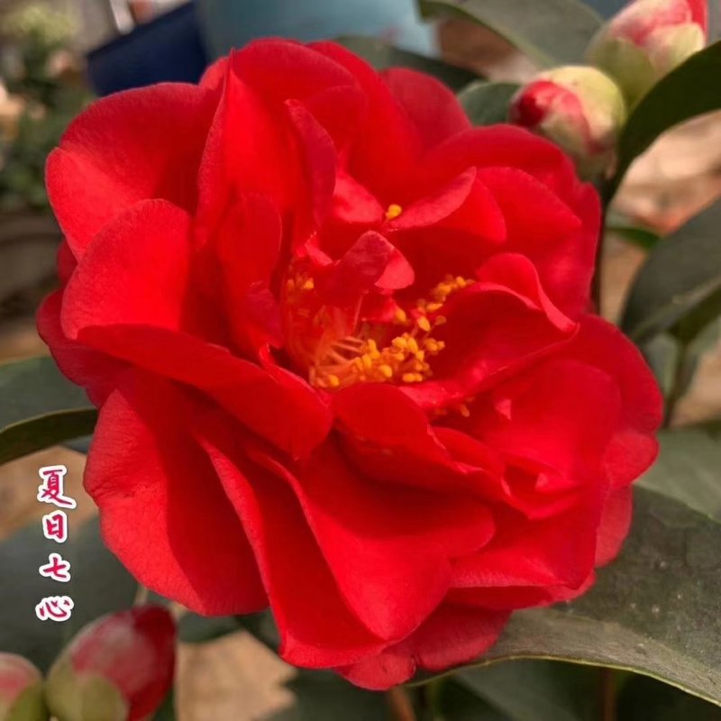 新品四季茶花：夏日七心茶花苗圃原盆原土快递包邮