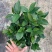 新品四季茶花：夏日七心茶花苗圃原盆原土快递包邮